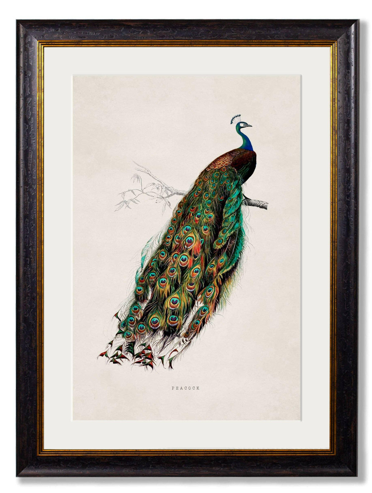 T A Interiors Wall Art & Mirrors - C.1847 Peacock: Oxford Slim / 50 x 70cm