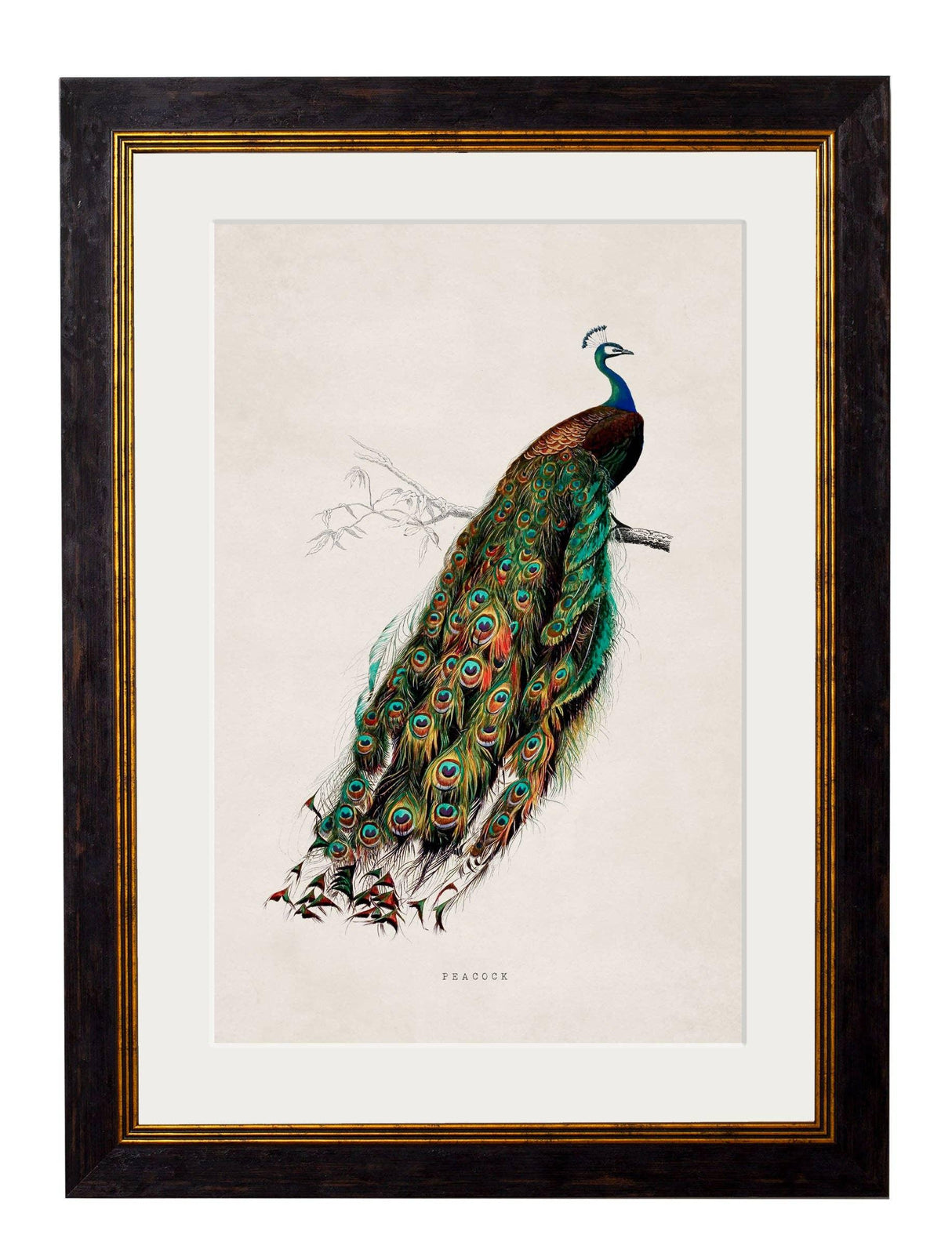 T A Interiors Wall Art & Mirrors - C.1847 Peacock: Oxford Slim / 50 x 70cm