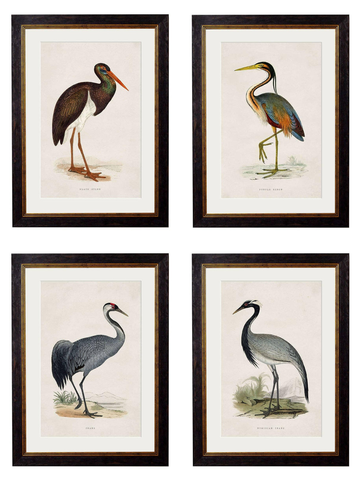 C.1850's British Wading Birds - Purple Heron