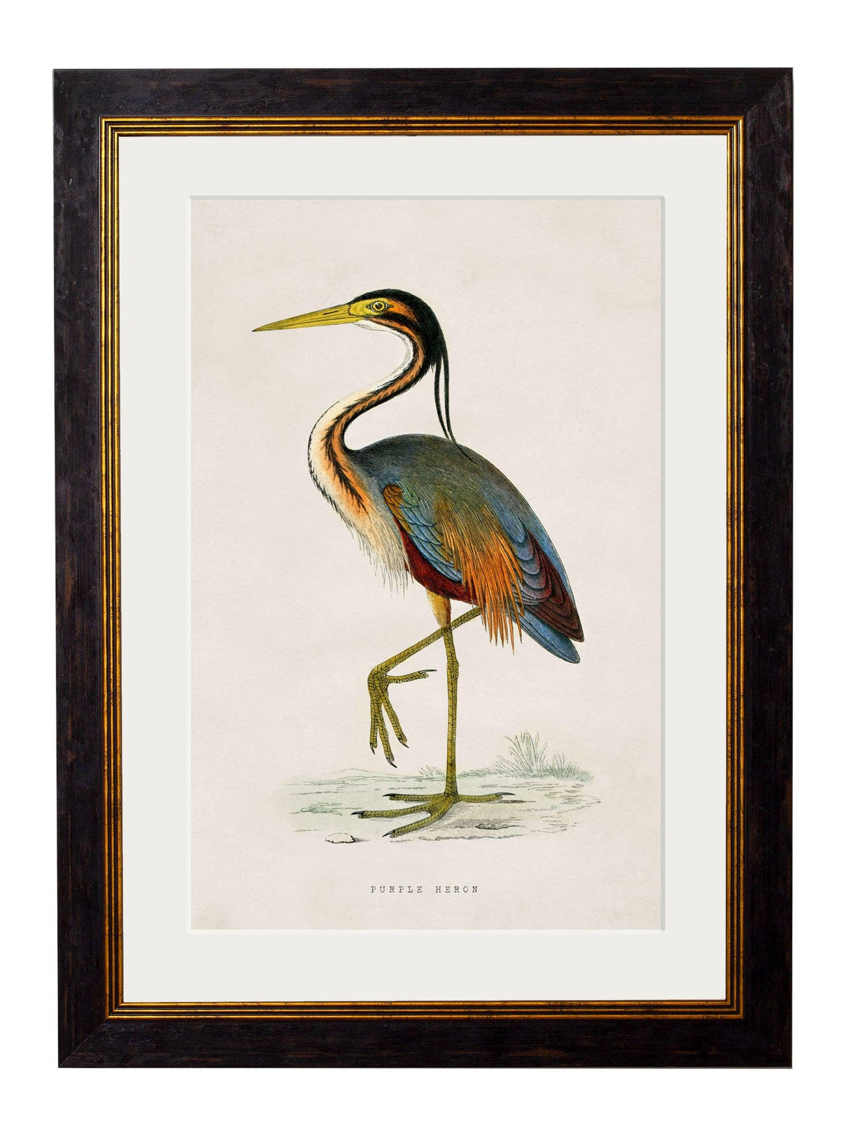 T A Interiors Wall Art & Mirrors - C.1850's British Wading Birds: Oxford Slim / Black Stork / 50 x 70cm