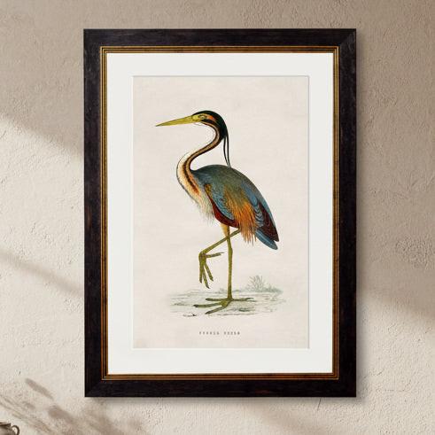 C.1850's British Wading Birds - Purple Heron