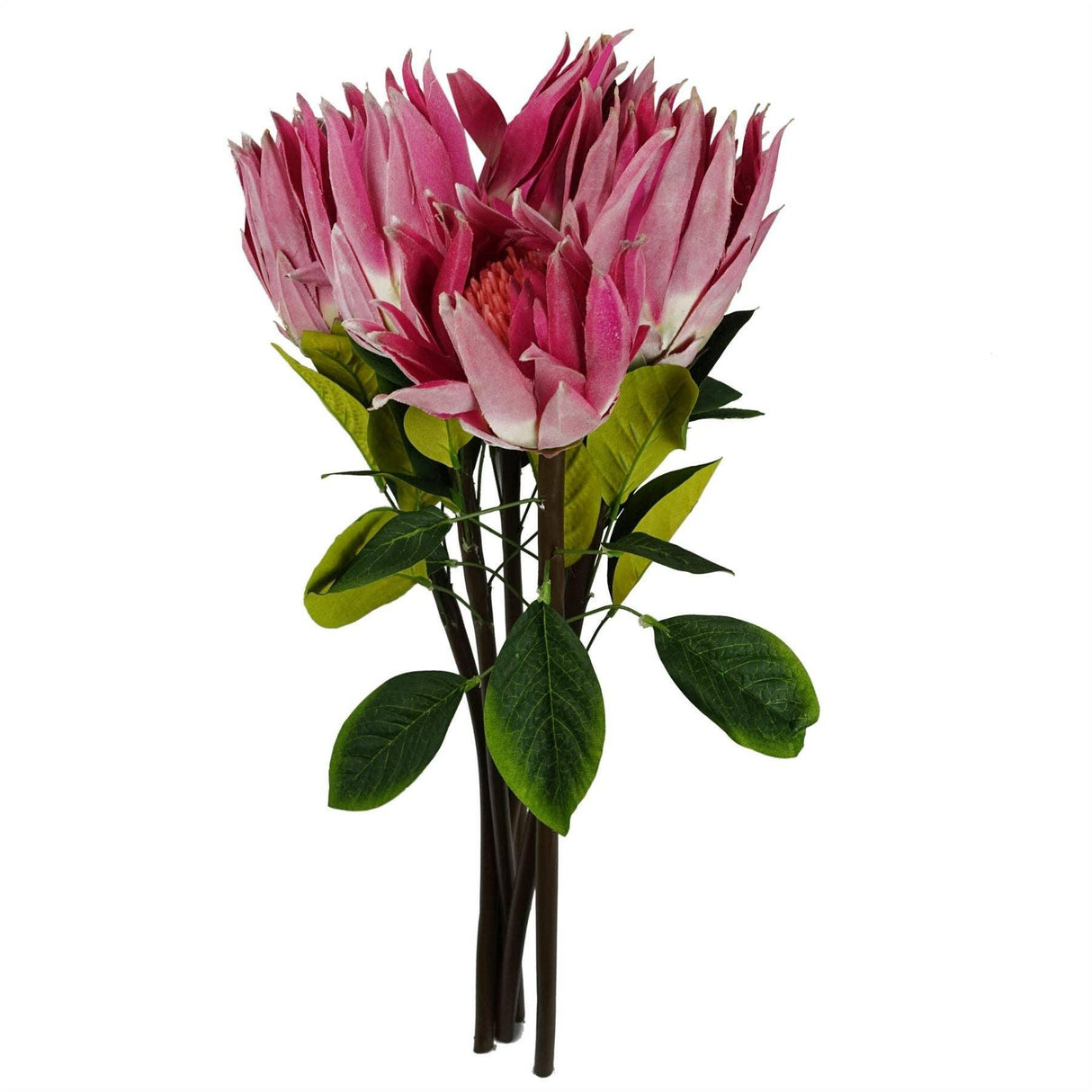 Protea Sugarbush Flower Stem - Pink