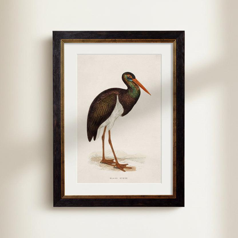 T A Interiors Wall Art & Mirrors - C.1850's British Wading Birds: Oxford Slim / Black Stork / 50 x 70cm