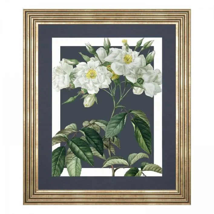 Rosa Moschata Framed Canvas
