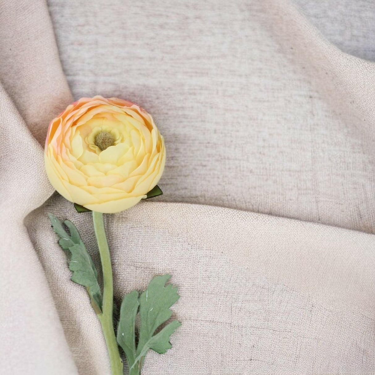 Blush Yellow Ranunculus Stem.