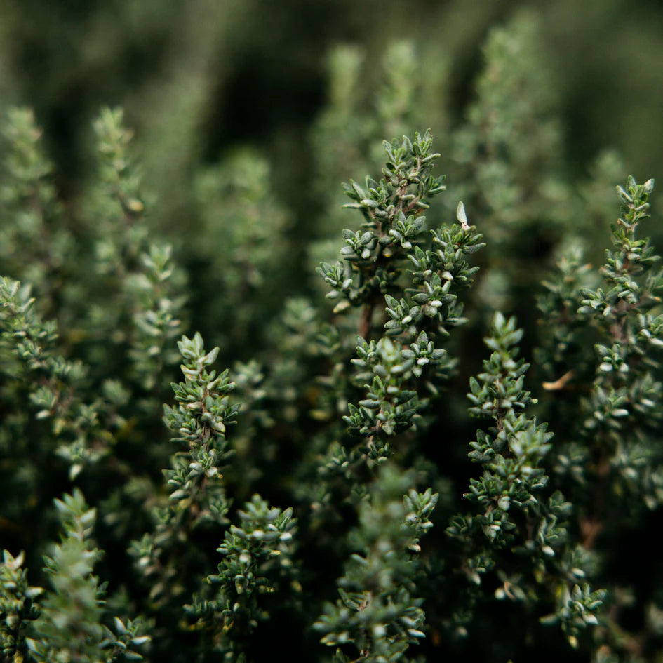 St Eval Thyme and Mint Diffuser