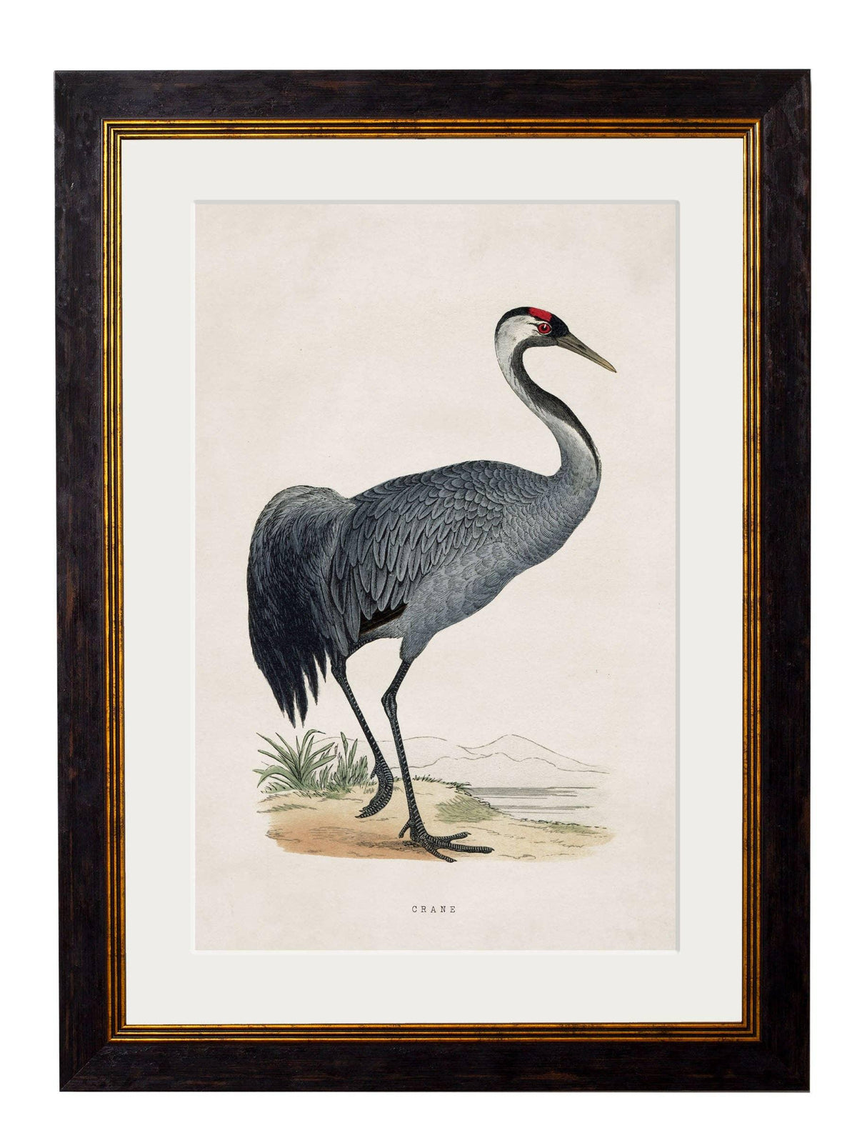 T A Interiors Wall Art & Mirrors - C.1850's British Wading Birds: Oxford Slim / Black Stork / 50 x 70cm