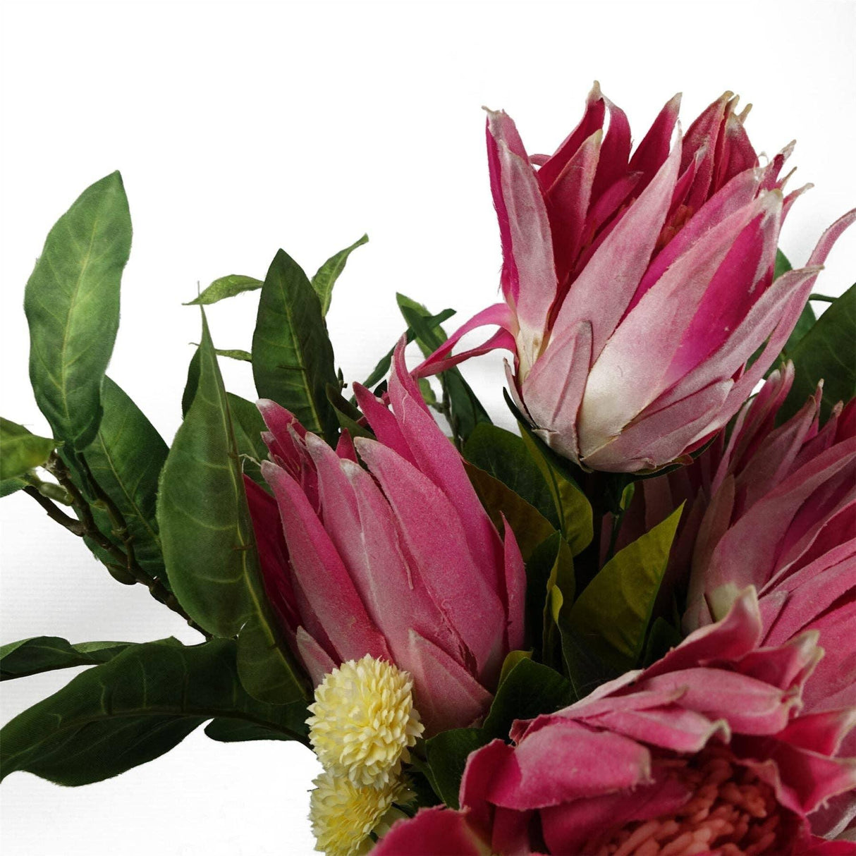 Protea Sugarbush Flower Stem - Pink