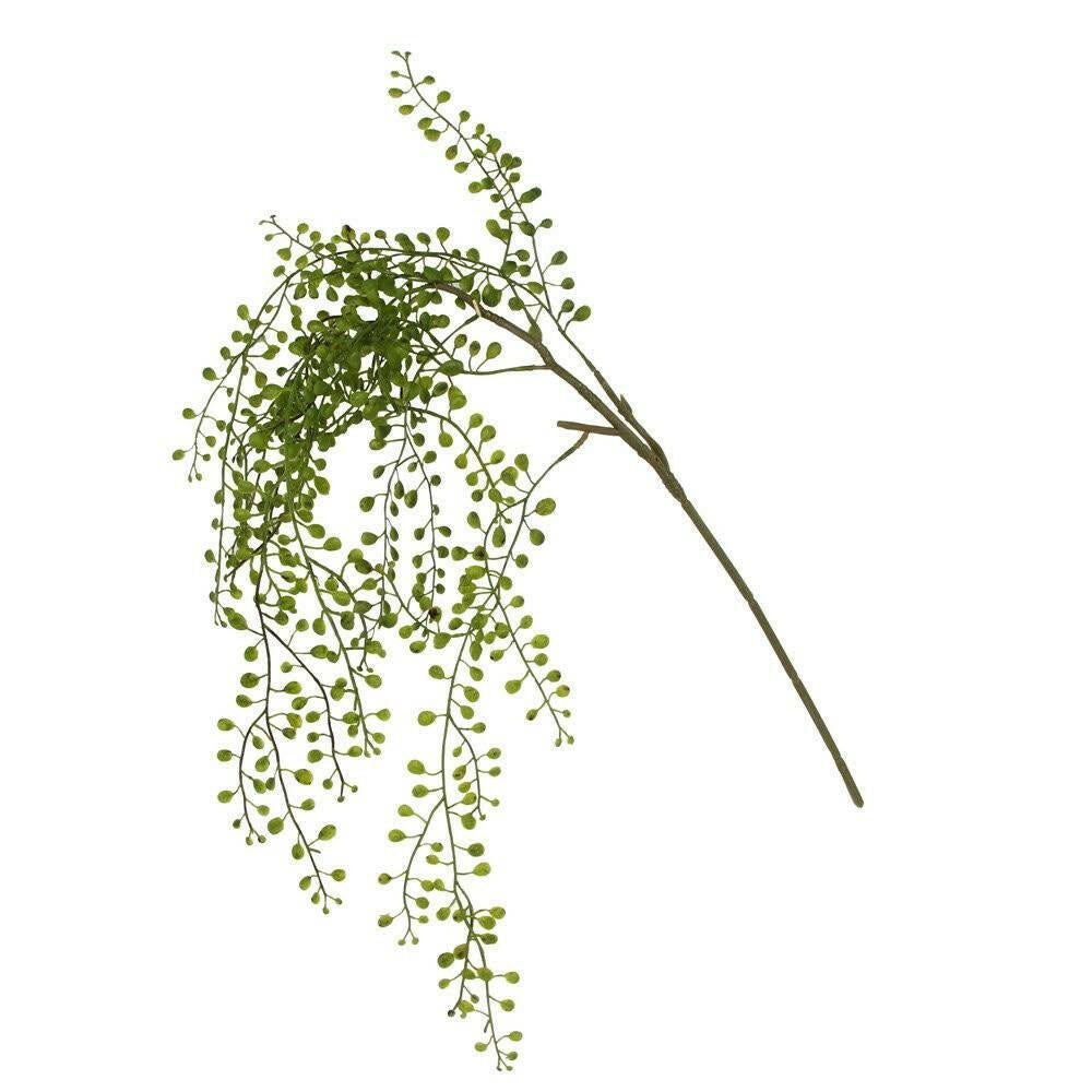 Green Trailing Plankothrix Stem - Persora