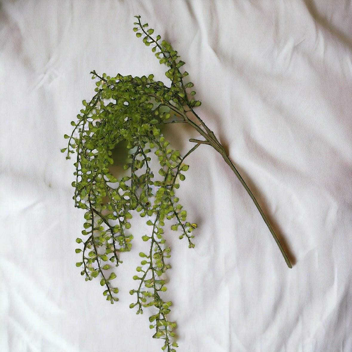 Green Trailing Plankothrix Stem - Persora