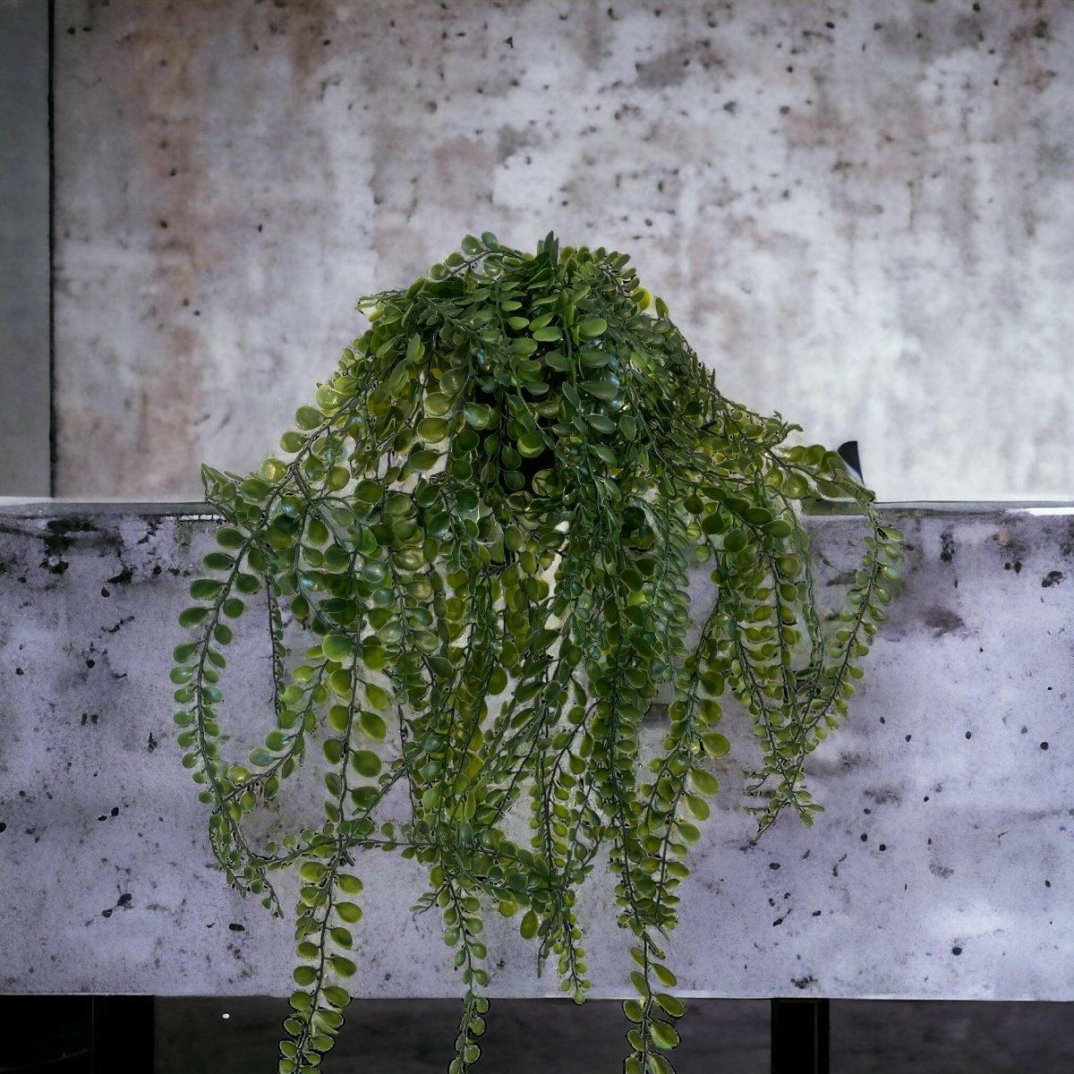 Pea Leaf Hanging Plant.