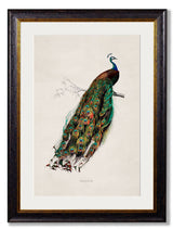 T A Interiors Wall Art & Mirrors - C.1847 Peacock: Oxford Slim / 50 x 70cm