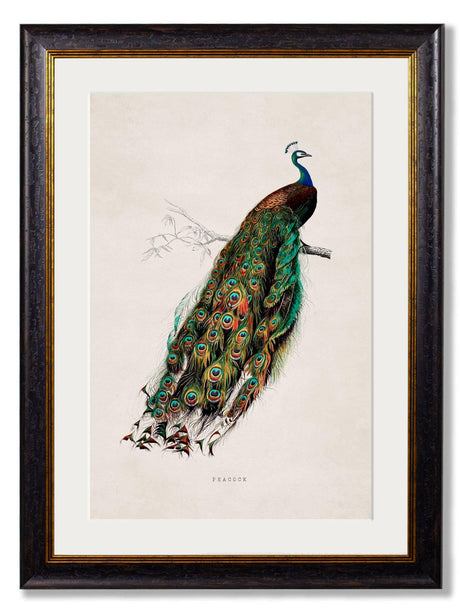 T A Interiors Wall Art & Mirrors - C.1847 Peacock: Oxford Slim / 50 x 70cm