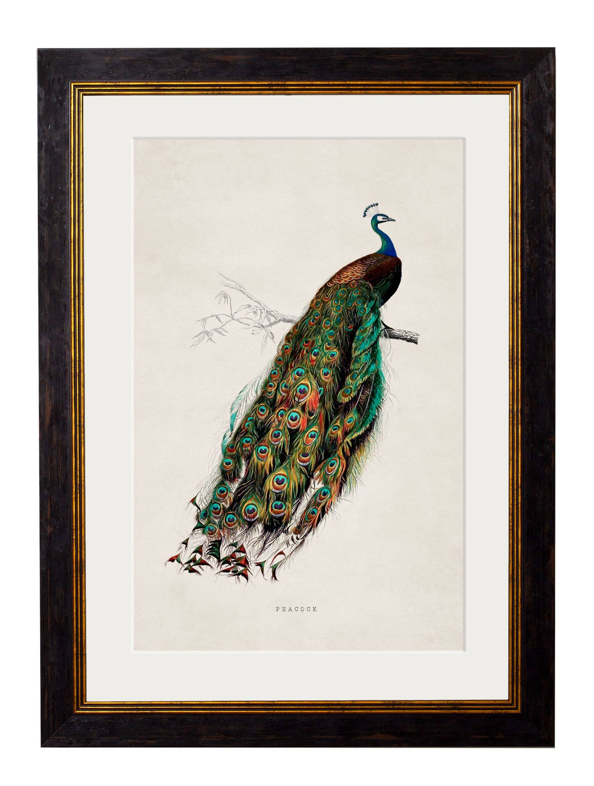 T A Interiors Wall Art & Mirrors - C.1847 Peacock: Oxford Slim / 50 x 70cm