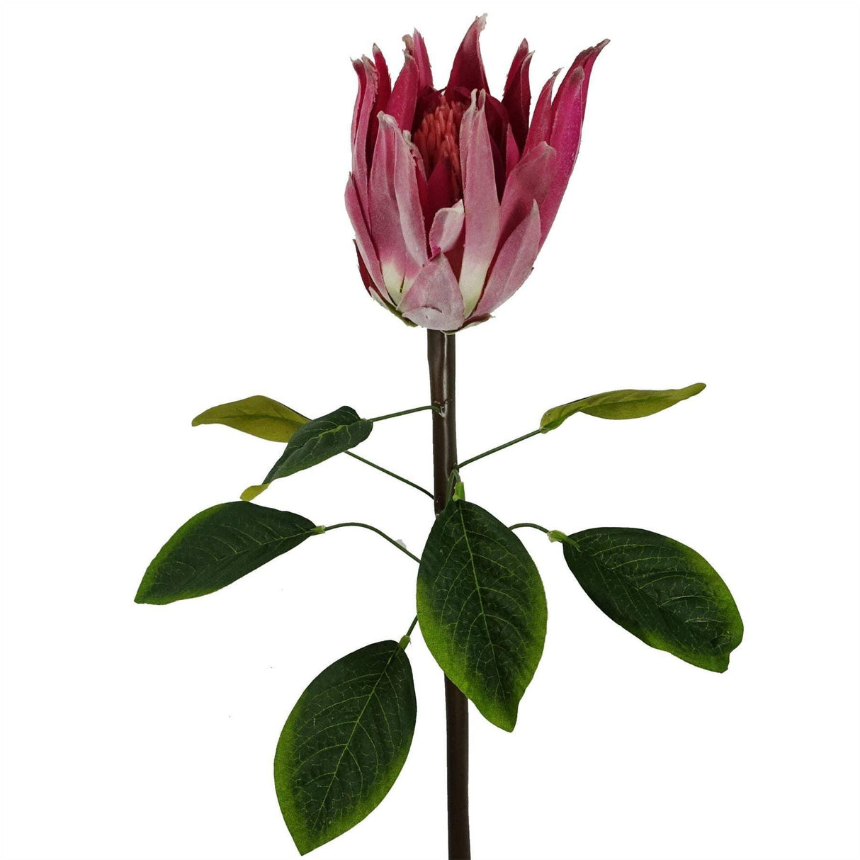 Protea Sugarbush Flower Stem - Pink
