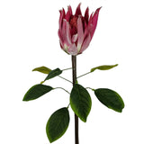 Protea Sugarbush Flower Stem - Pink