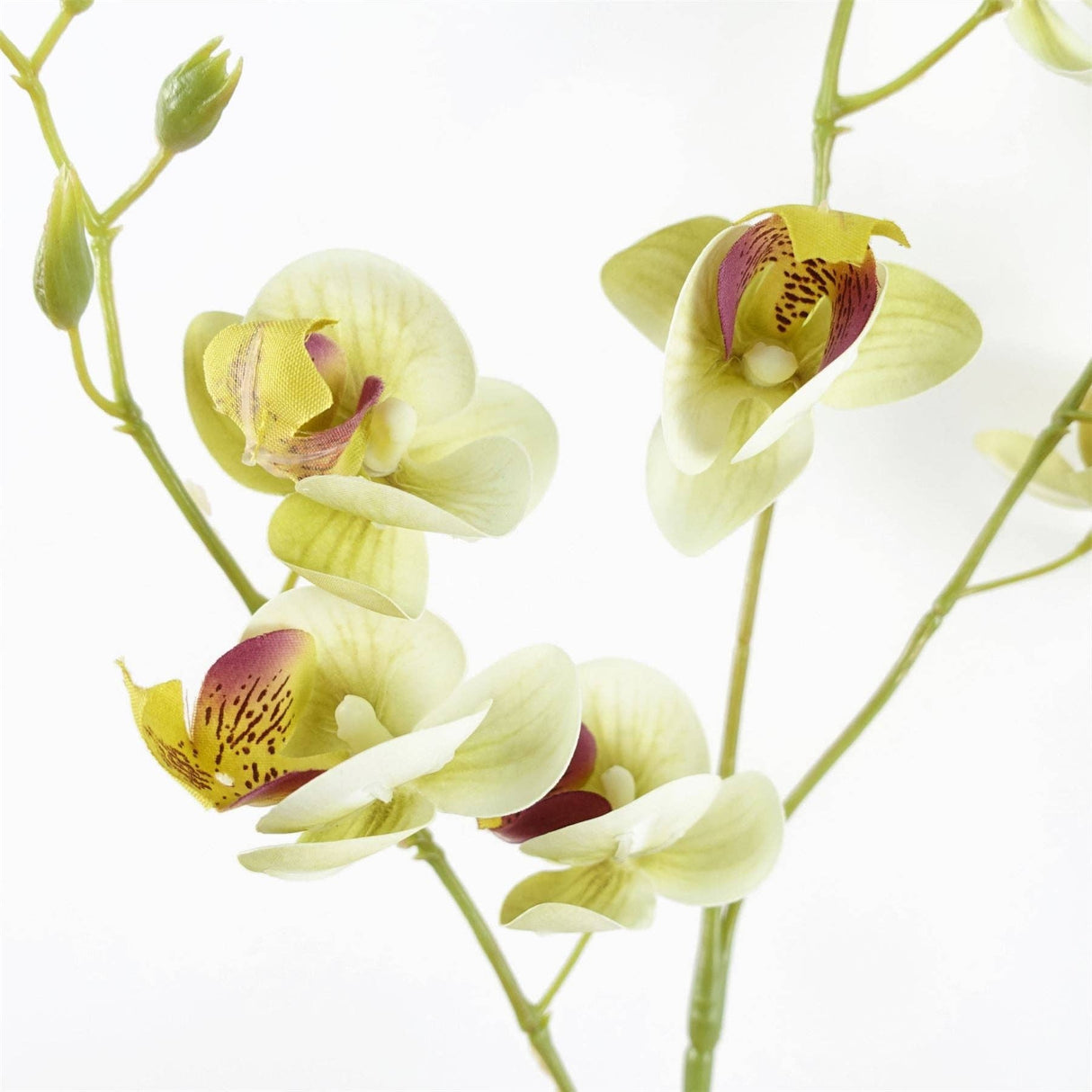 Cream Mini Orchid Stem 80cm