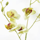 Cream Mini Orchid Stem 80cm