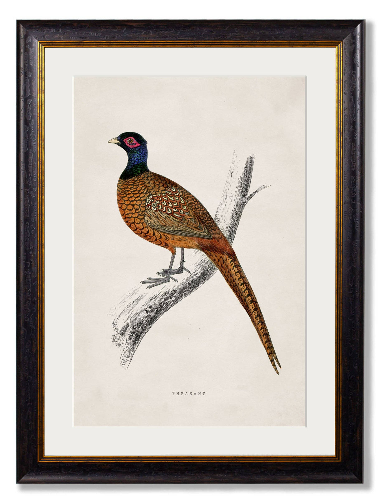 T A Interiors Wall Art & Mirrors - C.1850's Pheasant: Oxford Slim / 50 x 70cm