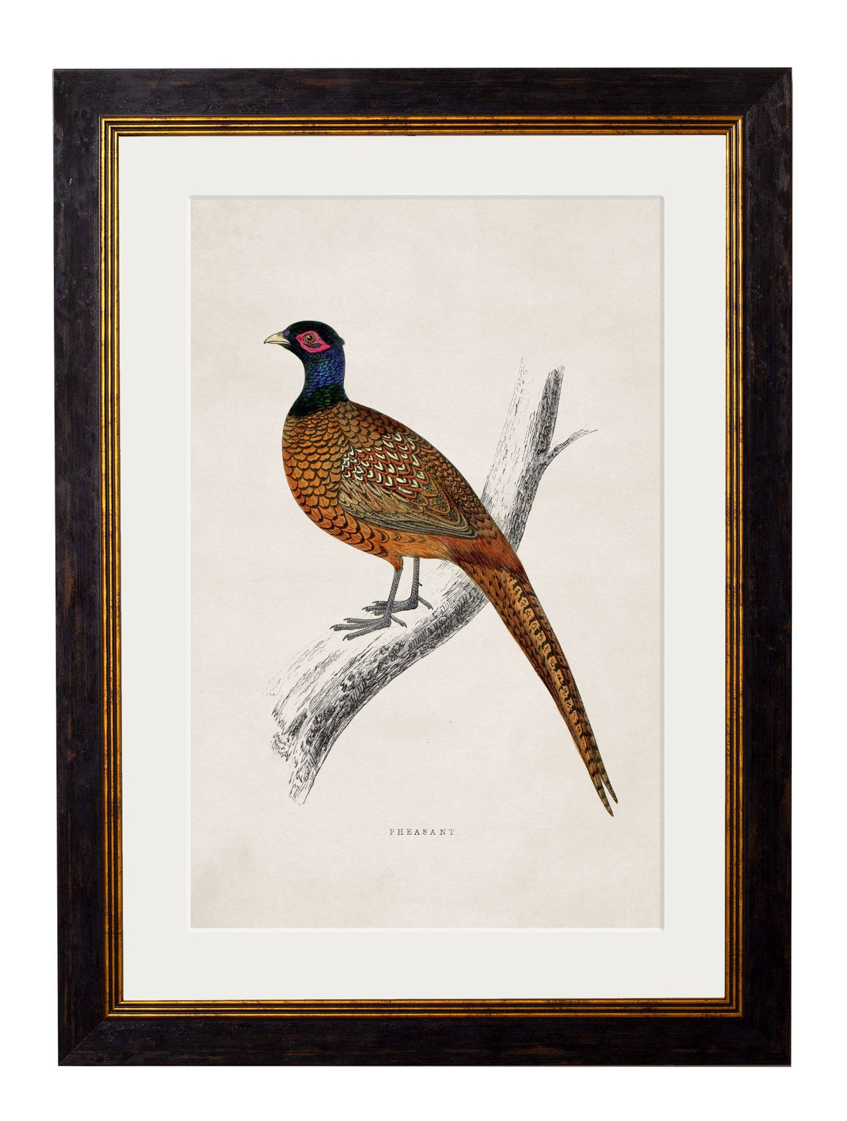 T A Interiors Wall Art & Mirrors - C.1850's Pheasant: Oxford Slim / 50 x 70cm