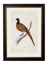 T A Interiors Wall Art & Mirrors - C.1850's Pheasant: Oxford Slim / 50 x 70cm