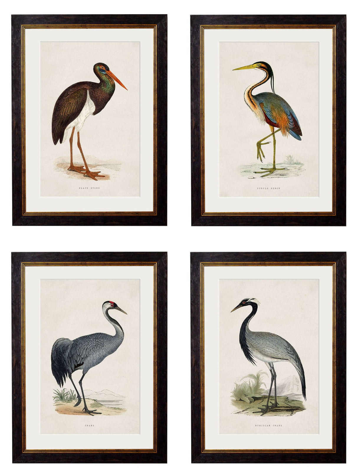 T A Interiors Wall Art & Mirrors - C.1850's British Wading Birds: Oxford Slim / Purple Heron / 50 x 70cm