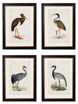 T A Interiors Wall Art & Mirrors - C.1850's British Wading Birds: Oxford Slim / Purple Heron / 50 x 70cm