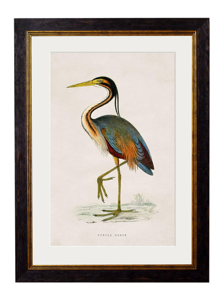 T A Interiors Wall Art & Mirrors - C.1850's British Wading Birds: Oxford Slim / Black Stork / 50 x 70cm