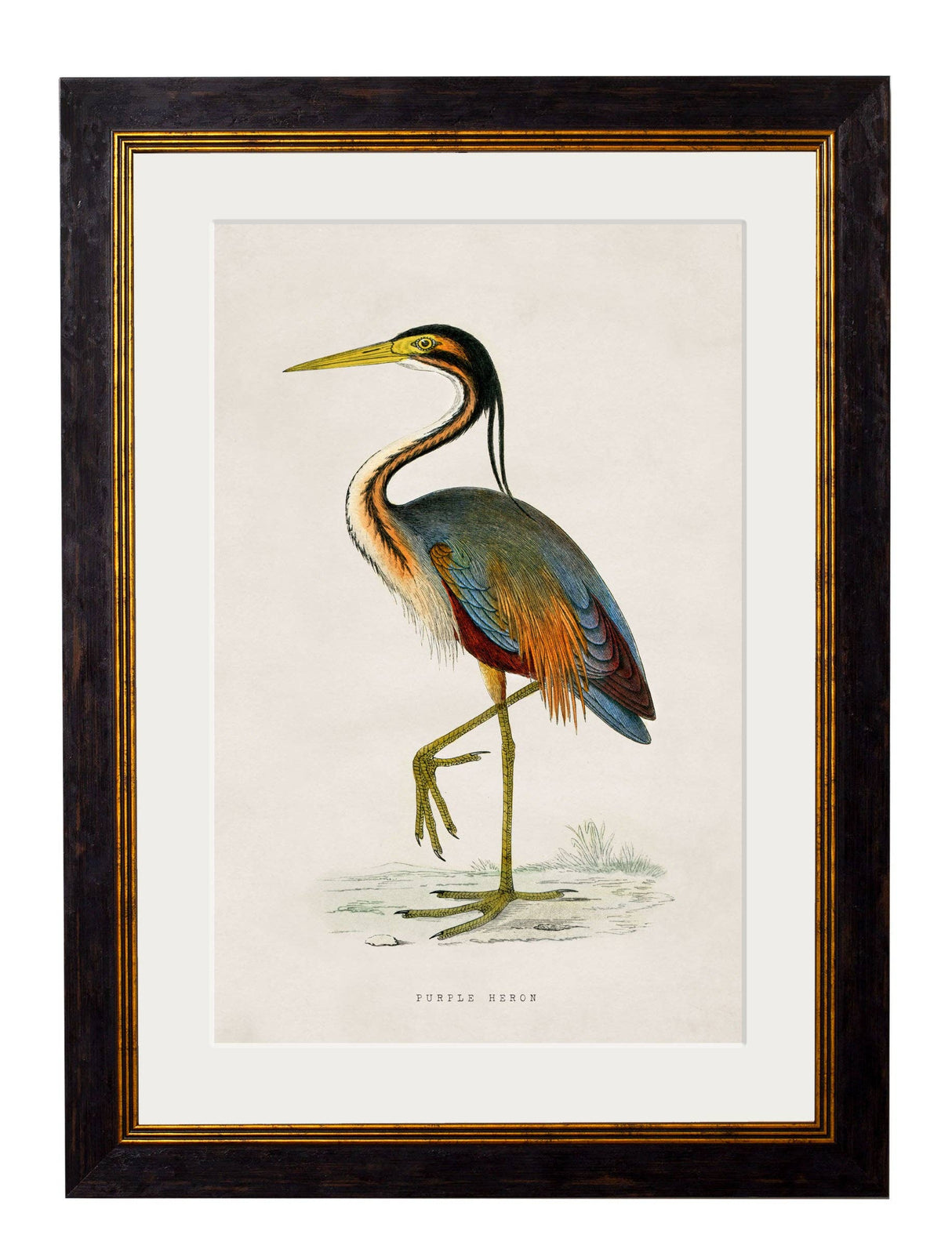 T A Interiors Wall Art & Mirrors - C.1850's British Wading Birds: Oxford Slim / Purple Heron / 50 x 70cm