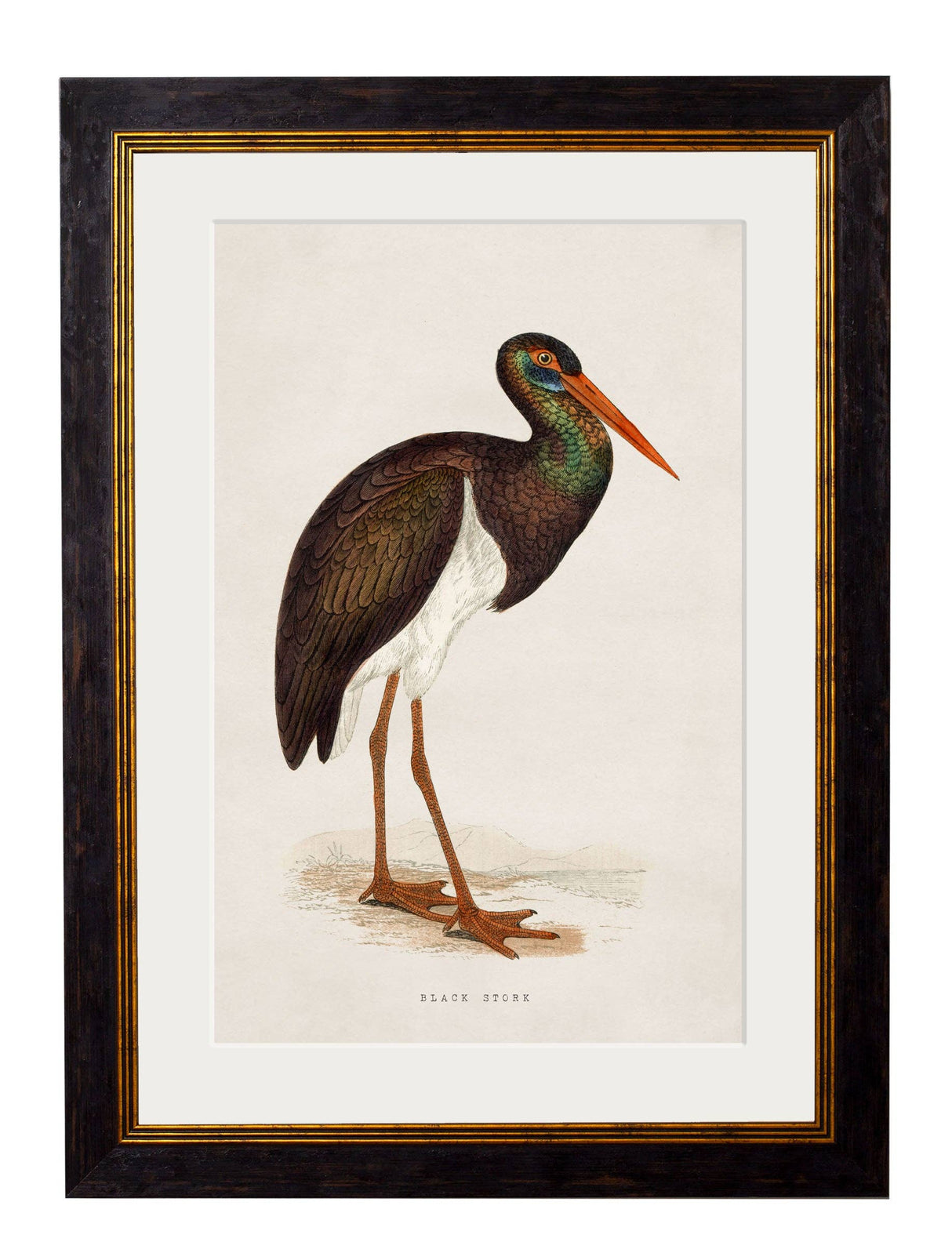 T A Interiors Wall Art & Mirrors - C.1850's British Wading Birds: Oxford Slim / Purple Heron / 50 x 70cm