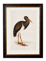 T A Interiors Wall Art & Mirrors - C.1850's British Wading Birds: Oxford Slim / Purple Heron / 50 x 70cm