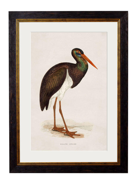 C.1850's British Wading Birds - Purple Heron