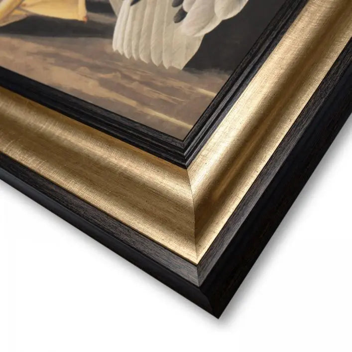 White Pelican Framed Canvas