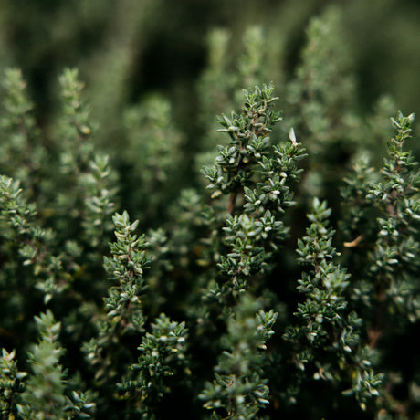 St Eval Thyme and Mint Diffuser