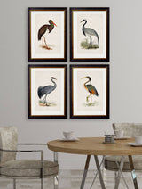 T A Interiors Wall Art & Mirrors - C.1850's British Wading Birds: Oxford Slim / Purple Heron / 50 x 70cm