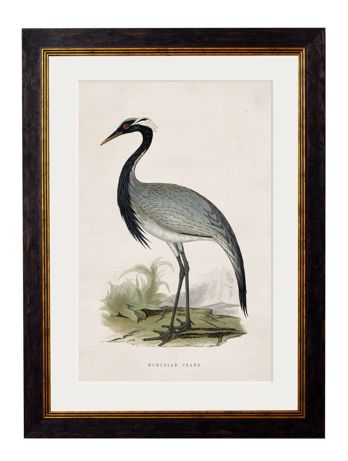 T A Interiors Wall Art & Mirrors - C.1850's British Wading Birds: Oxford Slim / Purple Heron / 50 x 70cm