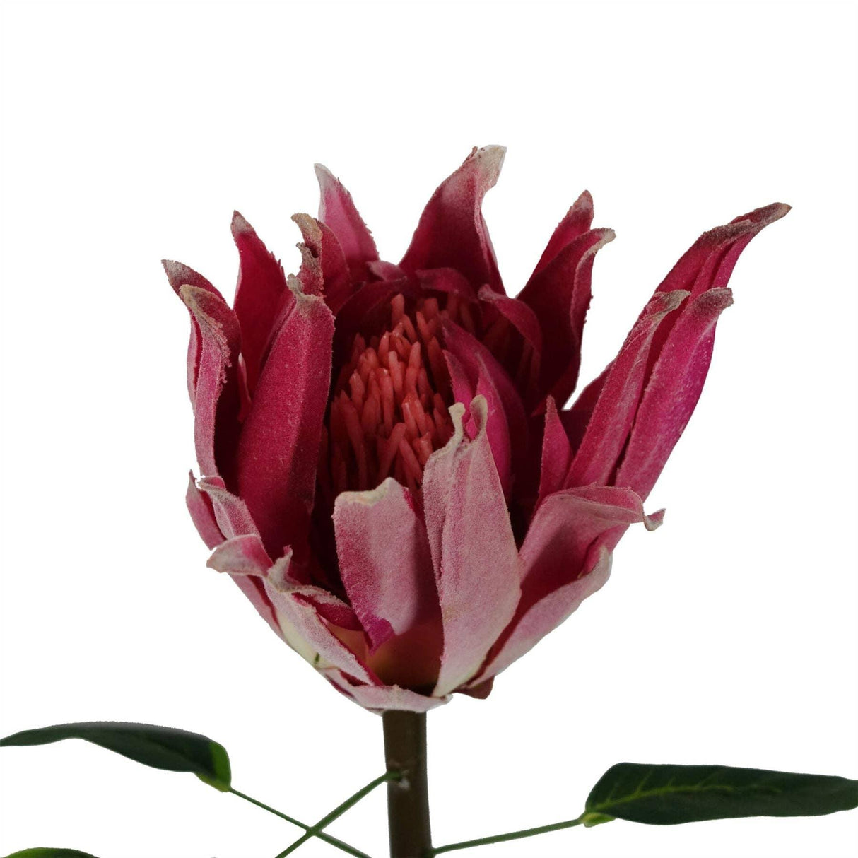 Protea Sugarbush Flower Stem - Pink
