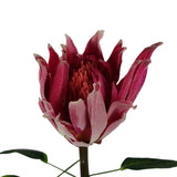 Protea Sugarbush Flower Stem - Pink