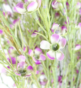 Leaf Design UK LTD - Pack 6x 100cm Artificial Foliage Stem Flowers - Purple