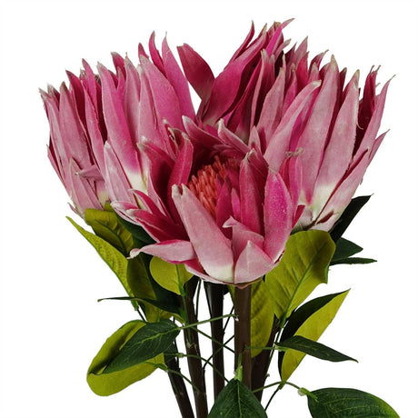Protea Sugarbush Flower Stem - Pink