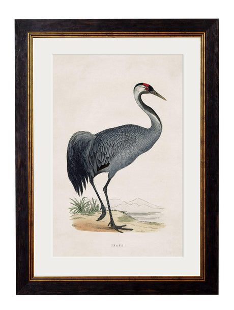 T A Interiors Wall Art & Mirrors - C.1850's British Wading Birds: Oxford Slim / Black Stork / 50 x 70cm