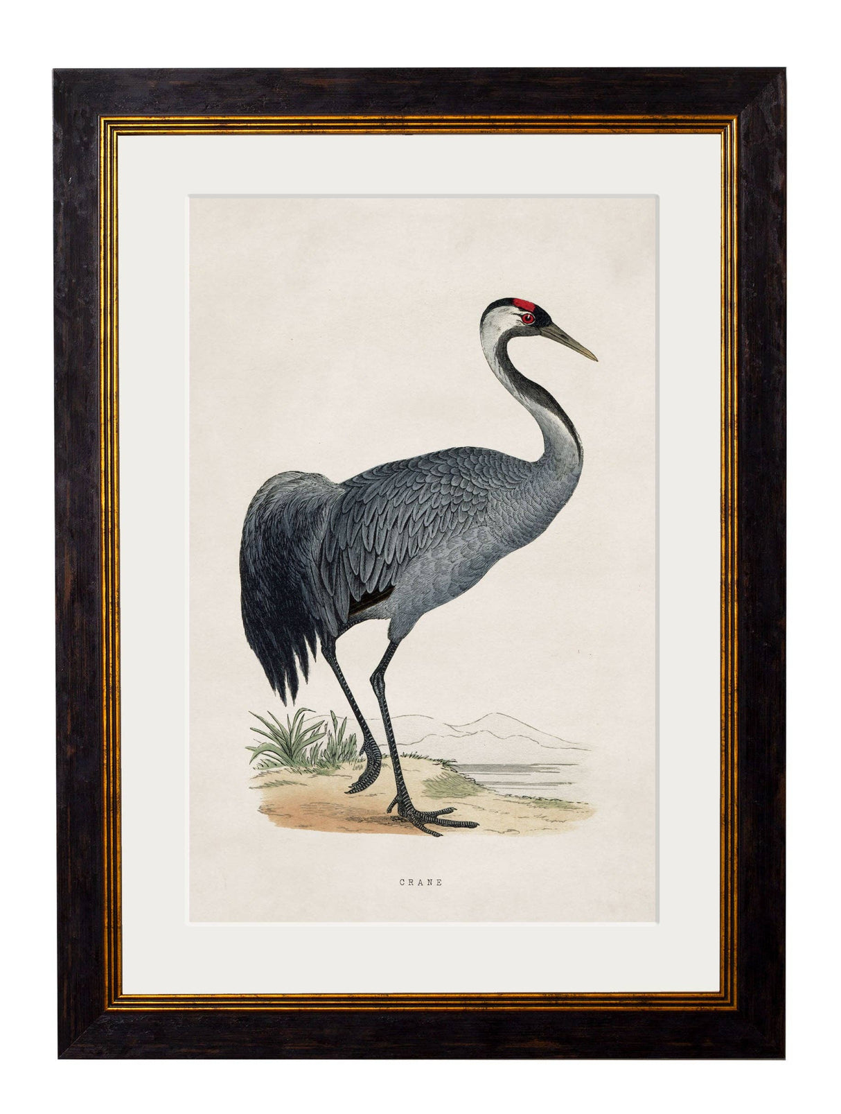 T A Interiors Wall Art & Mirrors - C.1850's British Wading Birds: Oxford Slim / Purple Heron / 50 x 70cm