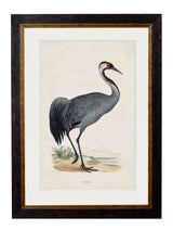 T A Interiors Wall Art & Mirrors - C.1850's British Wading Birds: Oxford Slim / Purple Heron / 50 x 70cm