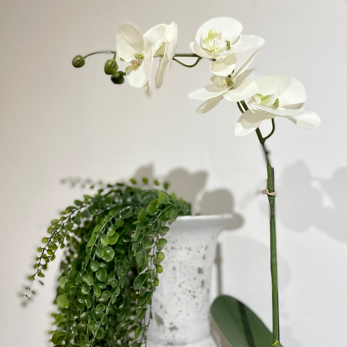 White Orchid Phalaenopsis in Pot.