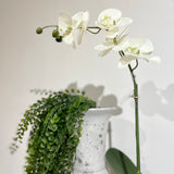 White Orchid Phalaenopsis in Pot.