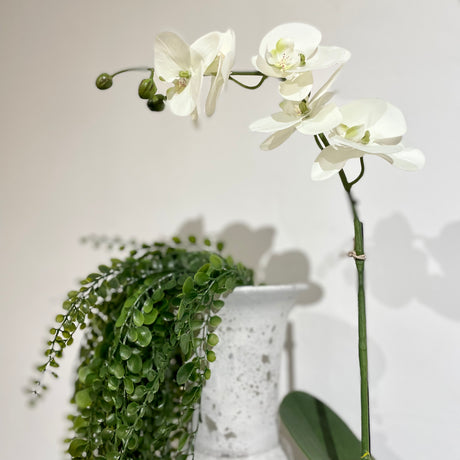 White Orchid Phalaenopsis in Pot.