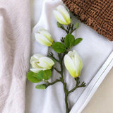 White Magnolia Branch - Persora