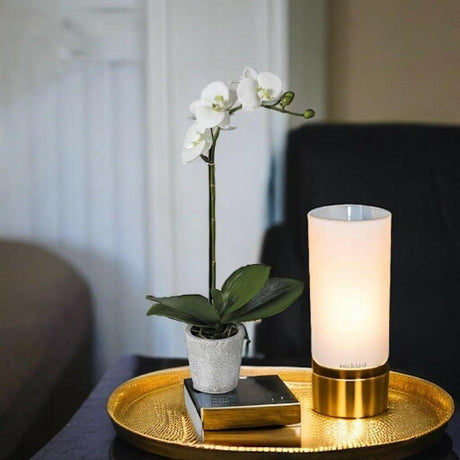 White Orchid Phalaenopsis in Pot.